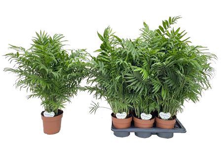 <h4>Chamaedorea Elegans P17</h4>