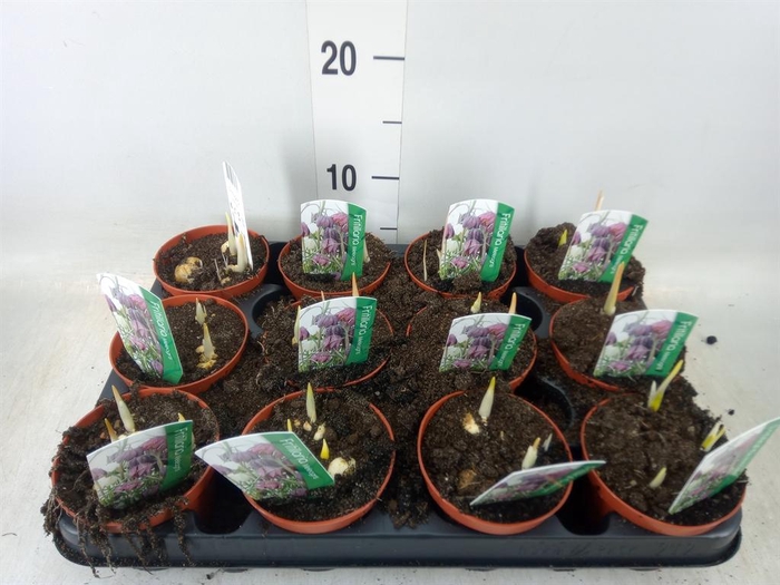 <h4>Fritillaria meleagris</h4>