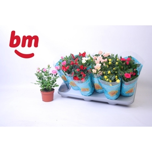 RO B MONDE GEM 7 SRT
