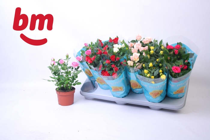 <h4>RO B MONDE GEM 7 SRT</h4>