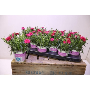 arr8 Dian Osc Dark Red