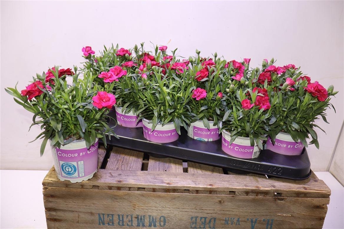 <h4>arr8 Dian Osc Dark Red</h4>