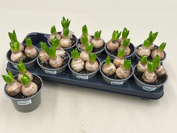 <h4>HYACIN WHITE PEARL</h4>