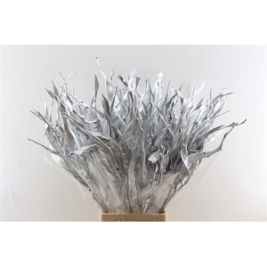 Dried Strelitzia 10pc Silver Bunch Slv