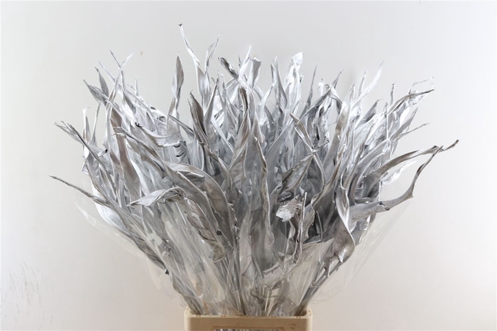 <h4>Dried Strelitzia 10pc Silver Bunch Slv</h4>