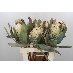 Protea Barbigera Ice Queen