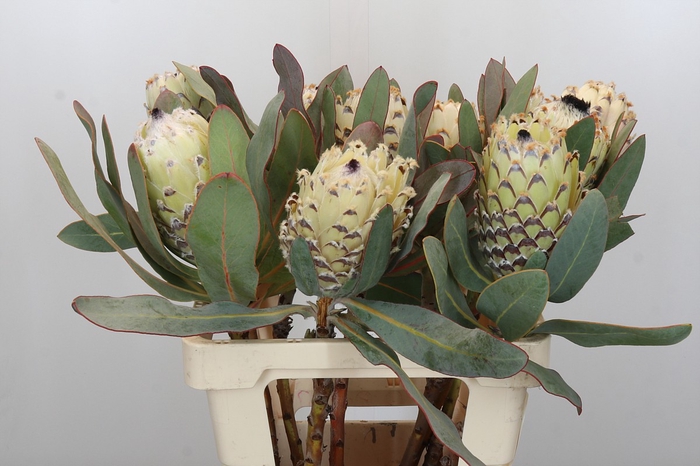 <h4>Protea Barbigera Ice Queen</h4>