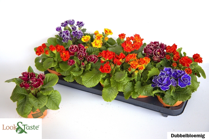 arr8 Prim Ac Bellisi Gem