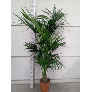 Howea forsteriana
