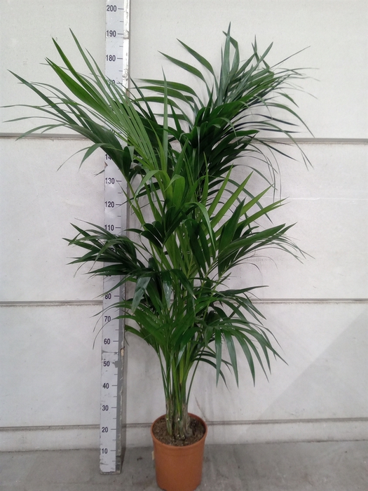<h4>Howea forsteriana</h4>