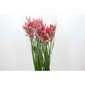 Nerine Pearl of Cherry