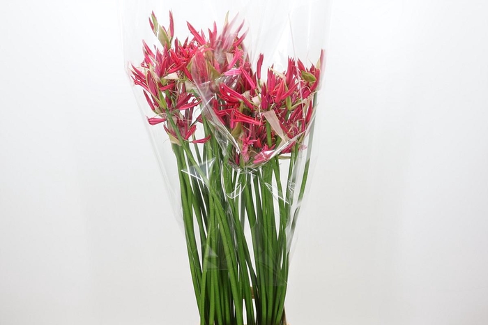 <h4>Nerine Pearl of Cherry</h4>