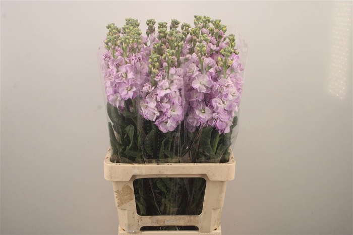 <h4>MATTH IRON MARINE</h4>