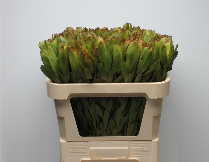 <h4>Leucad Goldstrike</h4>