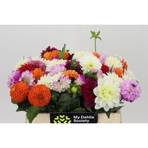 Dahlia Gemengd in bos