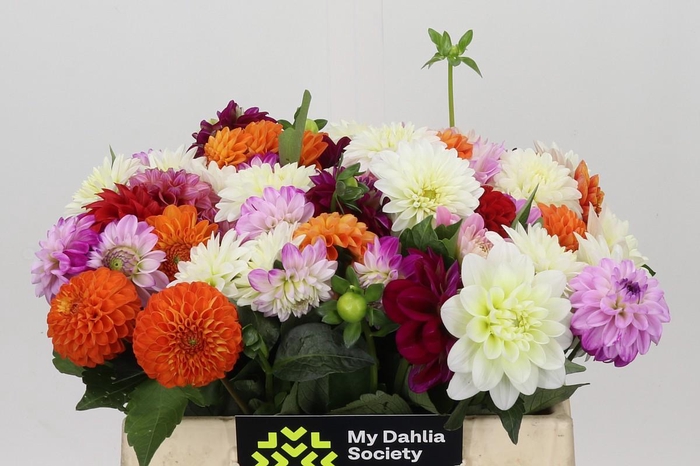 <h4>Dahlia Gemengd in bos</h4>