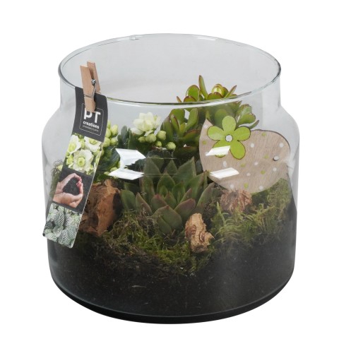 <h4>PTIG6844 Arrangementen kamerplanten</h4>