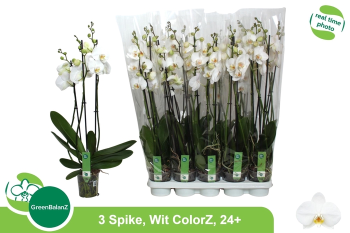 <h4>PHAL OV WIT</h4>