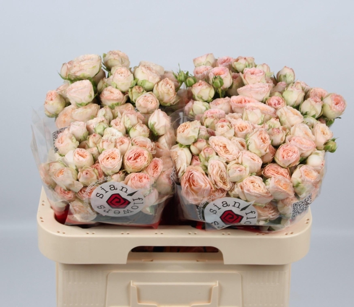 <h4>R TR BRITNEY</h4>