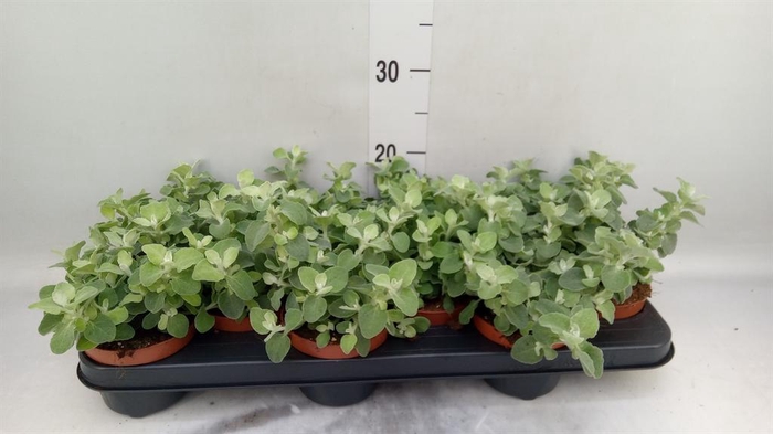 <h4>Helichrysum petiolare</h4>