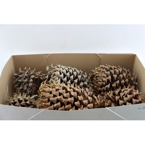 Pinecone Coultier Pine Cone