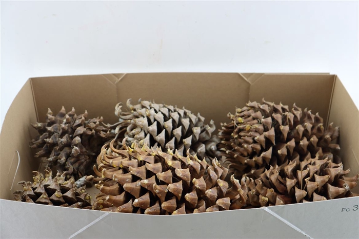 <h4>Pinecone Coultier Pine Cone</h4>