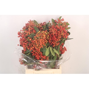 Photinia Berry Red Per Bunch