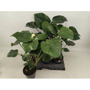 MONSTERA DEL THAI CO