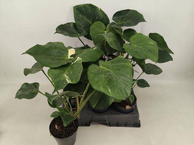 <h4>MONSTERA DEL THAI CO</h4>