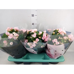 Begonia elat. EN 'Betulia Light'