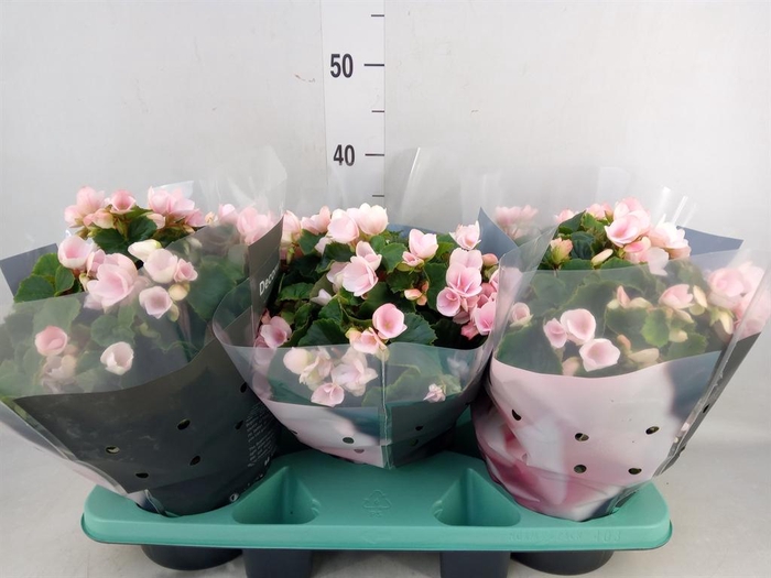 <h4>Begonia elat. EN 'Betulia Light'</h4>