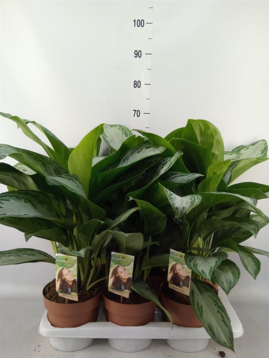 <h4>Aglaonema  'Silver Bay'</h4>