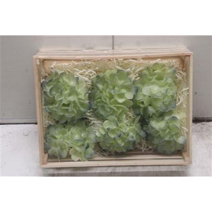 Wax Hydrangea Creme\blauw