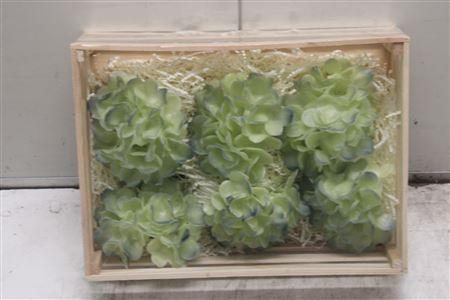 <h4>Wax Hydrangea Creme\blauw</h4>