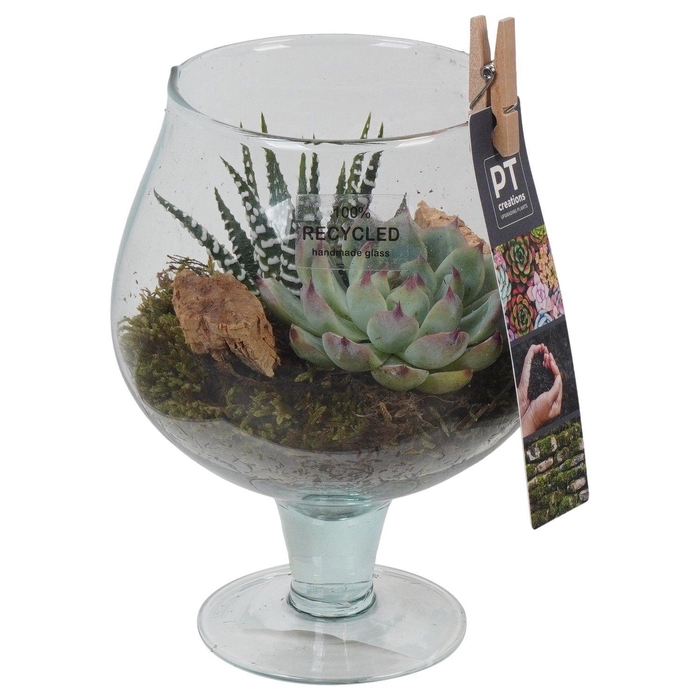 <h4>PTGIG2131 Arrangement Greens in glass in cognacglas</h4>