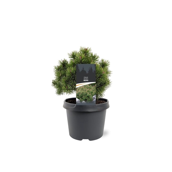 <h4>Pinus mugo 'Mops'</h4>