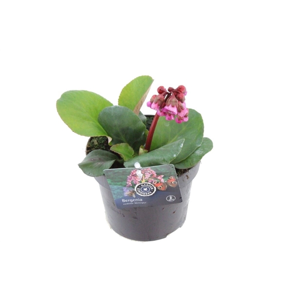 <h4>Bergenia cordifolia Winterglut</h4>