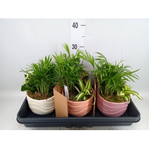 Arr.    Planten  L%