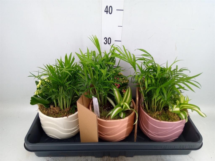 <h4>Arr.    Planten  L%</h4>