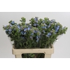 Oxypetalum Tweedia Blue