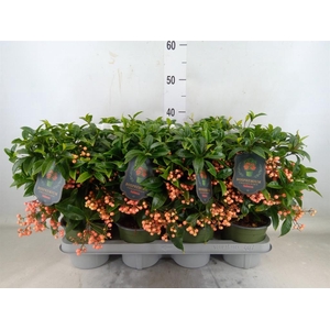 Ardisia crenata 'Bos Premium Salmo'