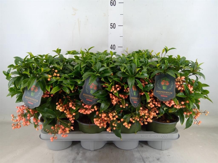 <h4>Ardisia crenata 'Bos Premium Salmo'</h4>