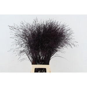 Gras Panic Warrior Aubergine