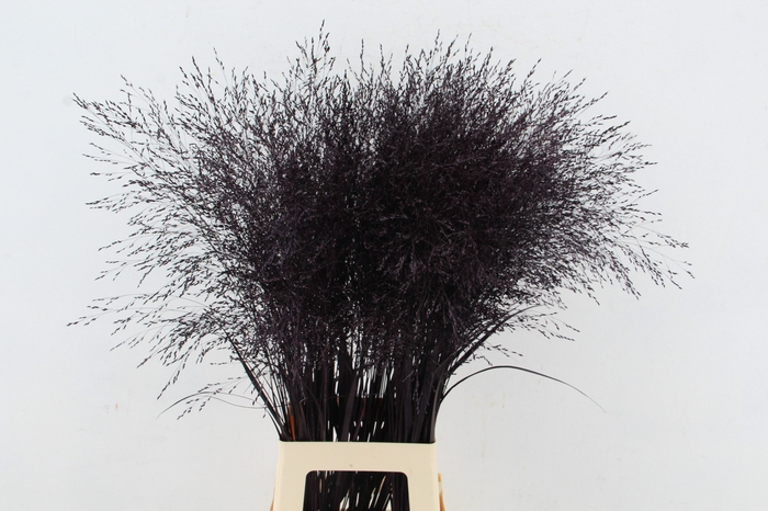 <h4>Gras Paint Aubergine</h4>
