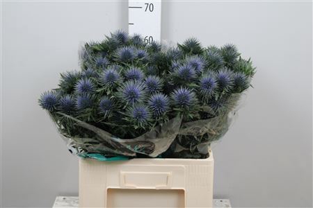 <h4>Eryngium  'Magnetar Questar'</h4>