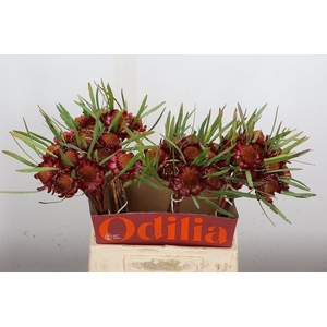 Protea   ...