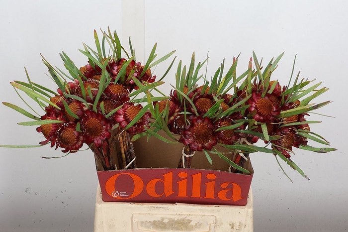 <h4>Protea   ...</h4>