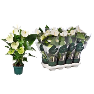 Anthurium Samora 14Ø 50cm 5fl