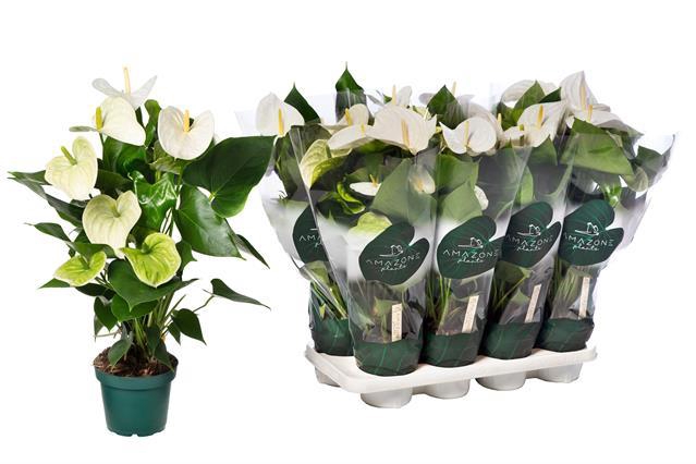Anthurium Samora 14Ø 50cm 5fl