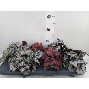 Begonia BD rex   ...mix